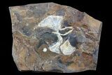 Fossil Ginkgo Leaves From North Dakota - Paleocene #80810-1